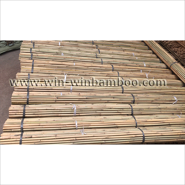 tonkin bamboo canes 1st cut