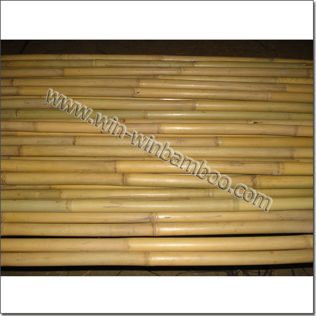 tonkin nice bamboo canes 