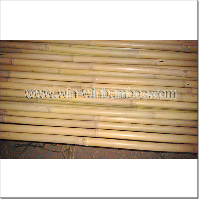 tonkin tea bamboo stakes