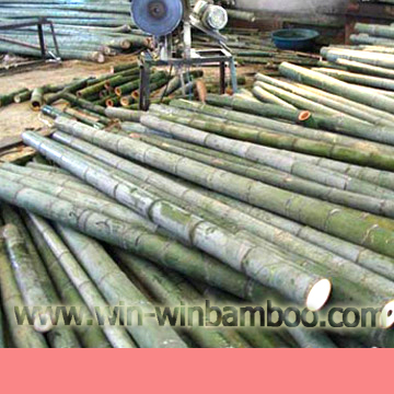 green fresh bamboo poles without dry