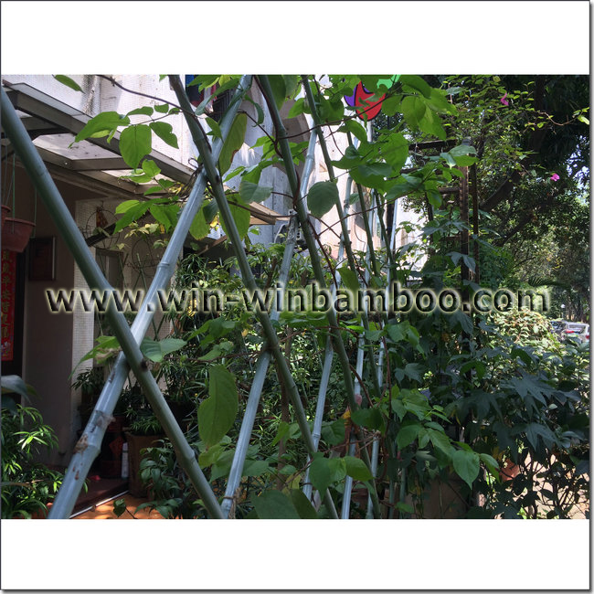 plastic coated bamboo canes trellis