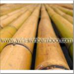 fresh moso Bamboo pole material in our stock