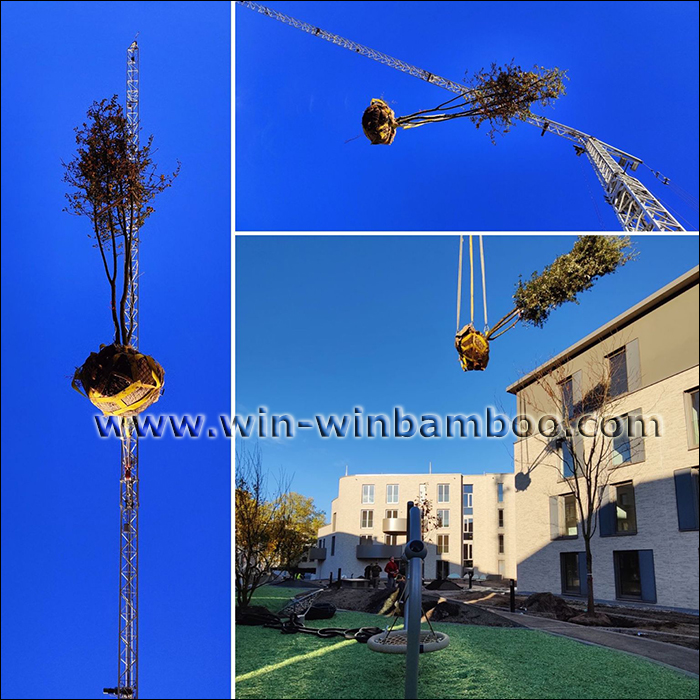 wire rootball shape basket for trees installed using